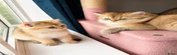 British Shorthair cats for sale:  Golden Shaded NY11 British Shorthair Longhair - Advert 4