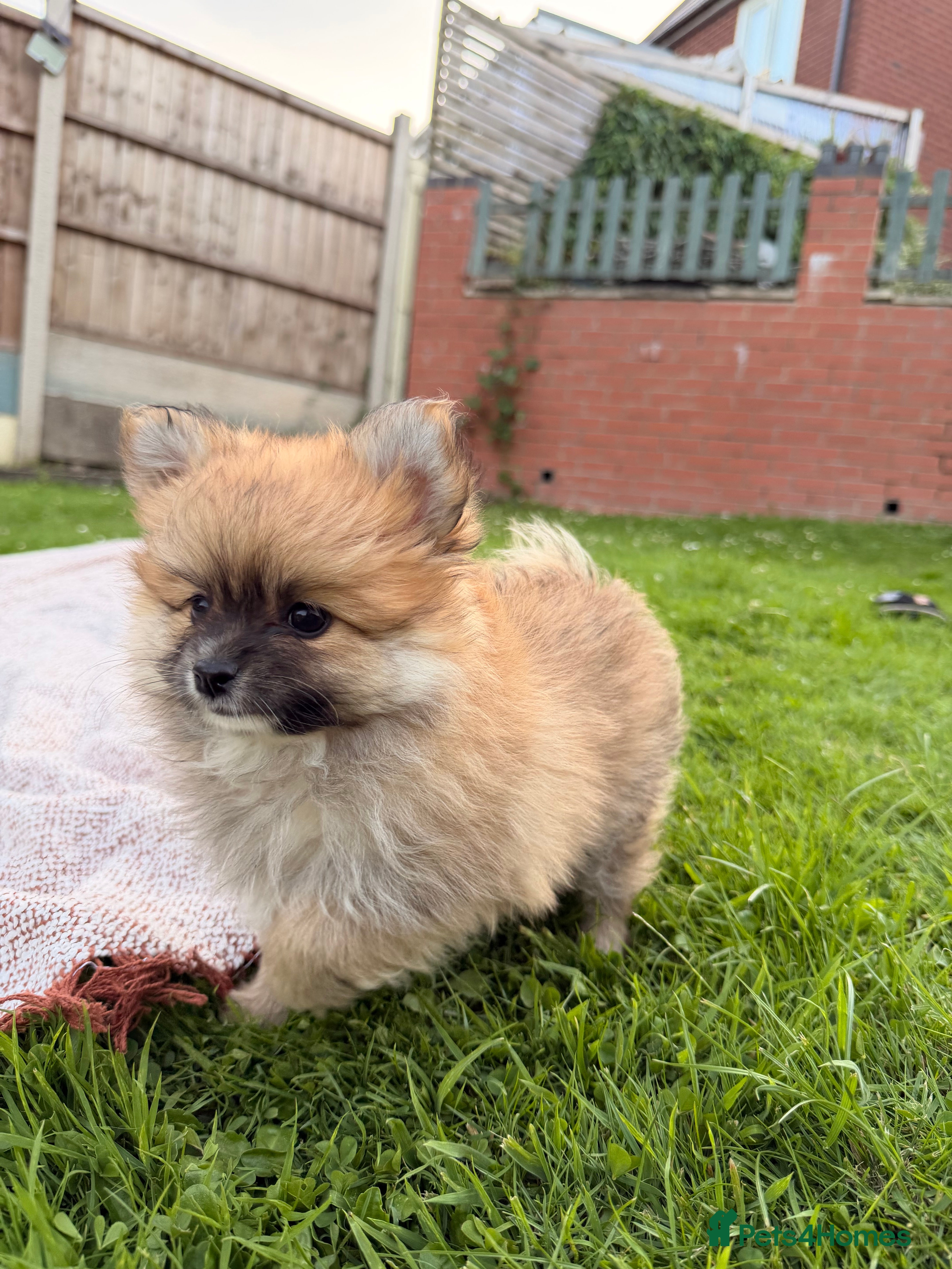 Pomeranian dogs Pomeranians Puppy’s  - Advert 2