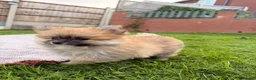 Pomeranian dogs for sale: Pomeranians Puppy’s  - Advert 5
