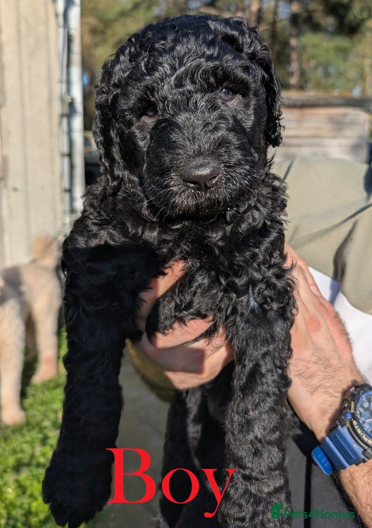 Labradoodle dogs Large Standard Labradoodle F3/multigen Puppies - Advert 2