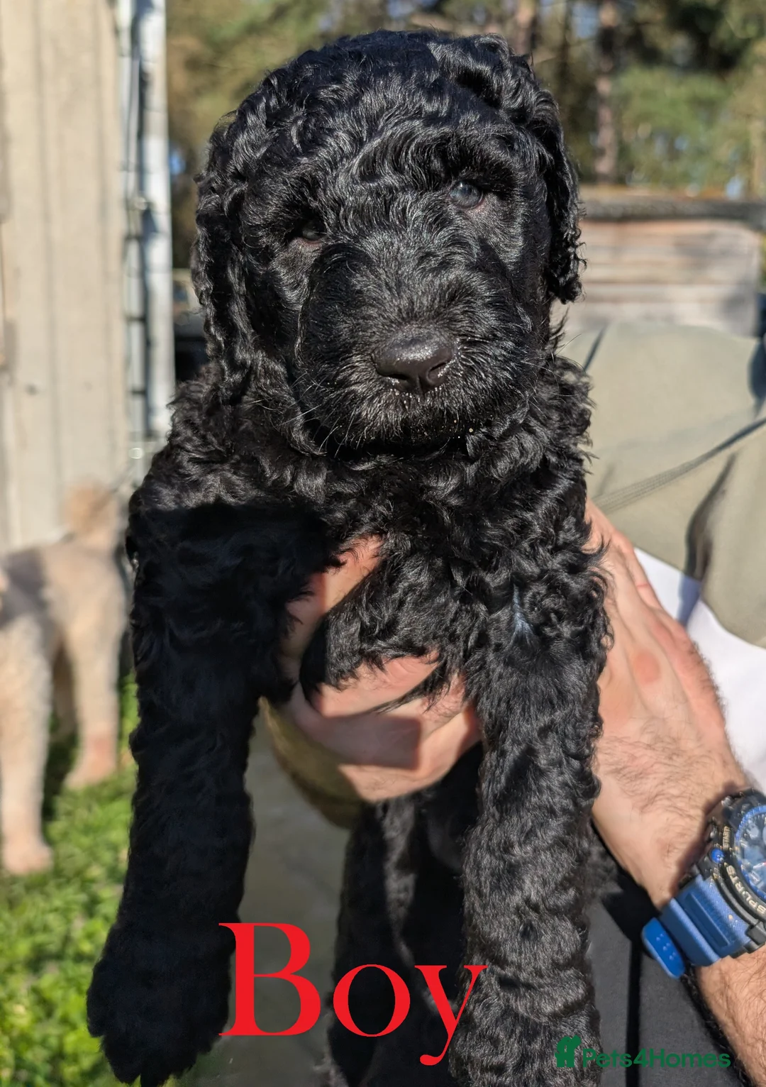Labradoodle dogs for sale: Large Standard Labradoodle F3/multigen Puppies in King's Lynn - Advert 2