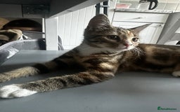 Bengal cats for sale: Beautiful kitten for sale  - Image 3