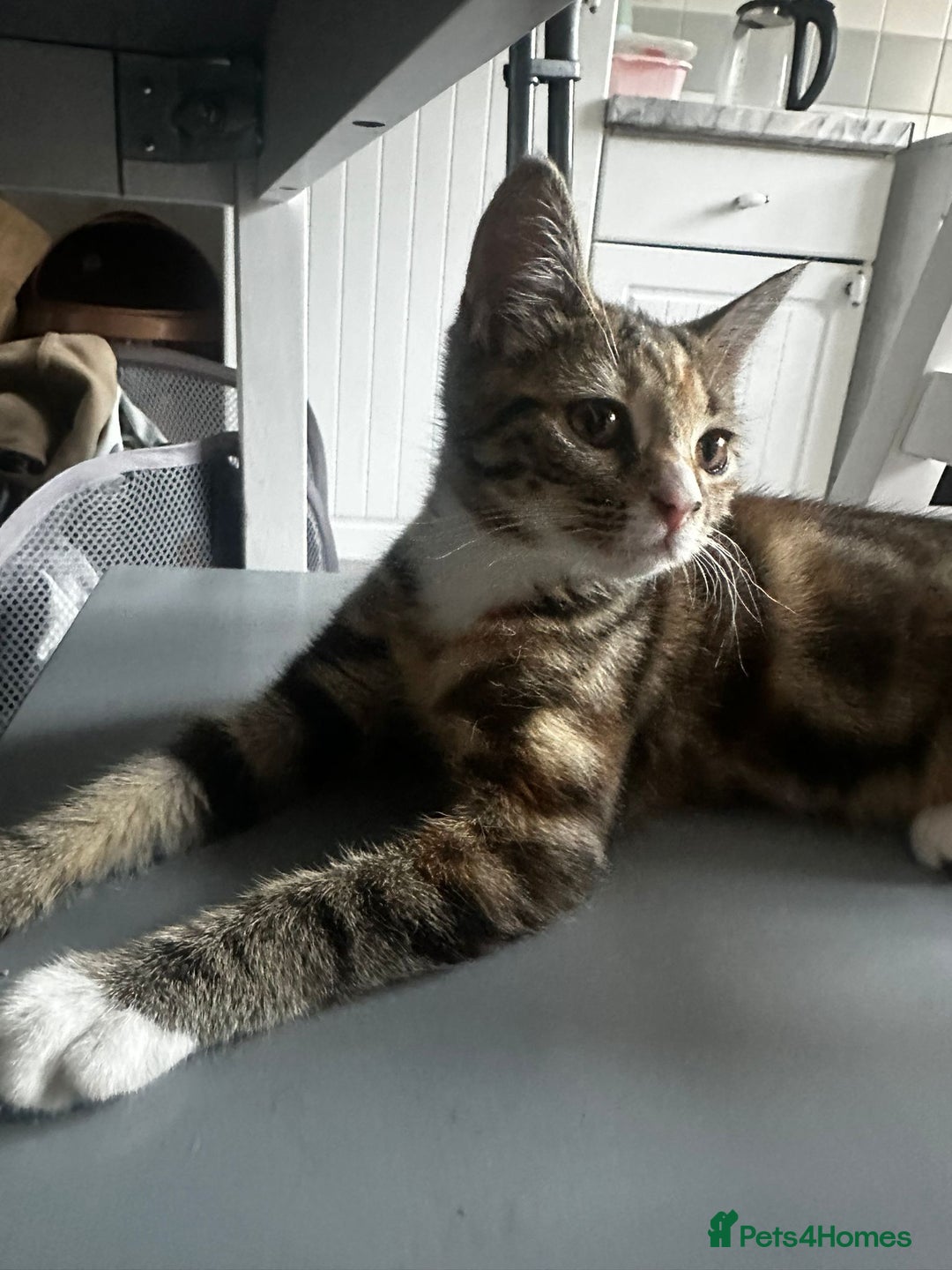 Bengal cats for sale: Beautiful kitten for sale  - Image 3