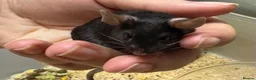 Mouse rodents for sale: AVAILABLE: FRIENDLY BABY MALE FANCY MICE FOR SALE - Advert 5