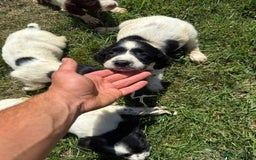 English Springer Spaniel dogs for sale: SIRED by IR FTCH Broomfield Abel of Sliabh - Image 7