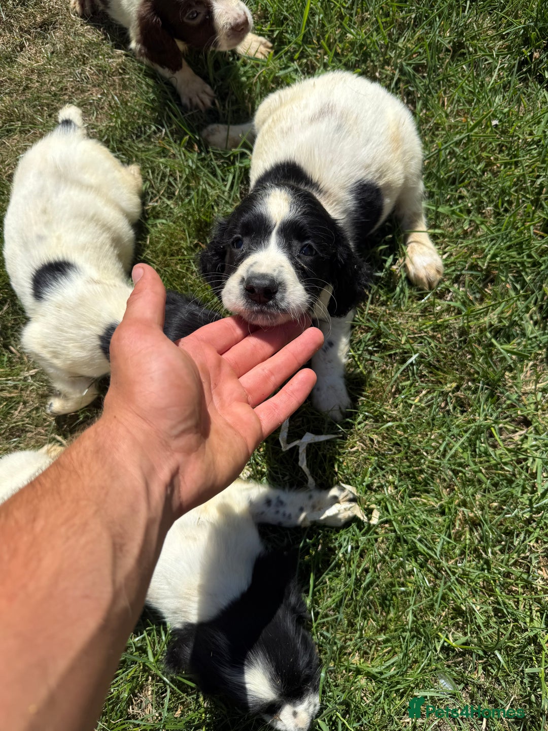 English Springer Spaniel dogs for sale: SIRED by IR FTCH Broomfield Abel of Sliabh - Image 7