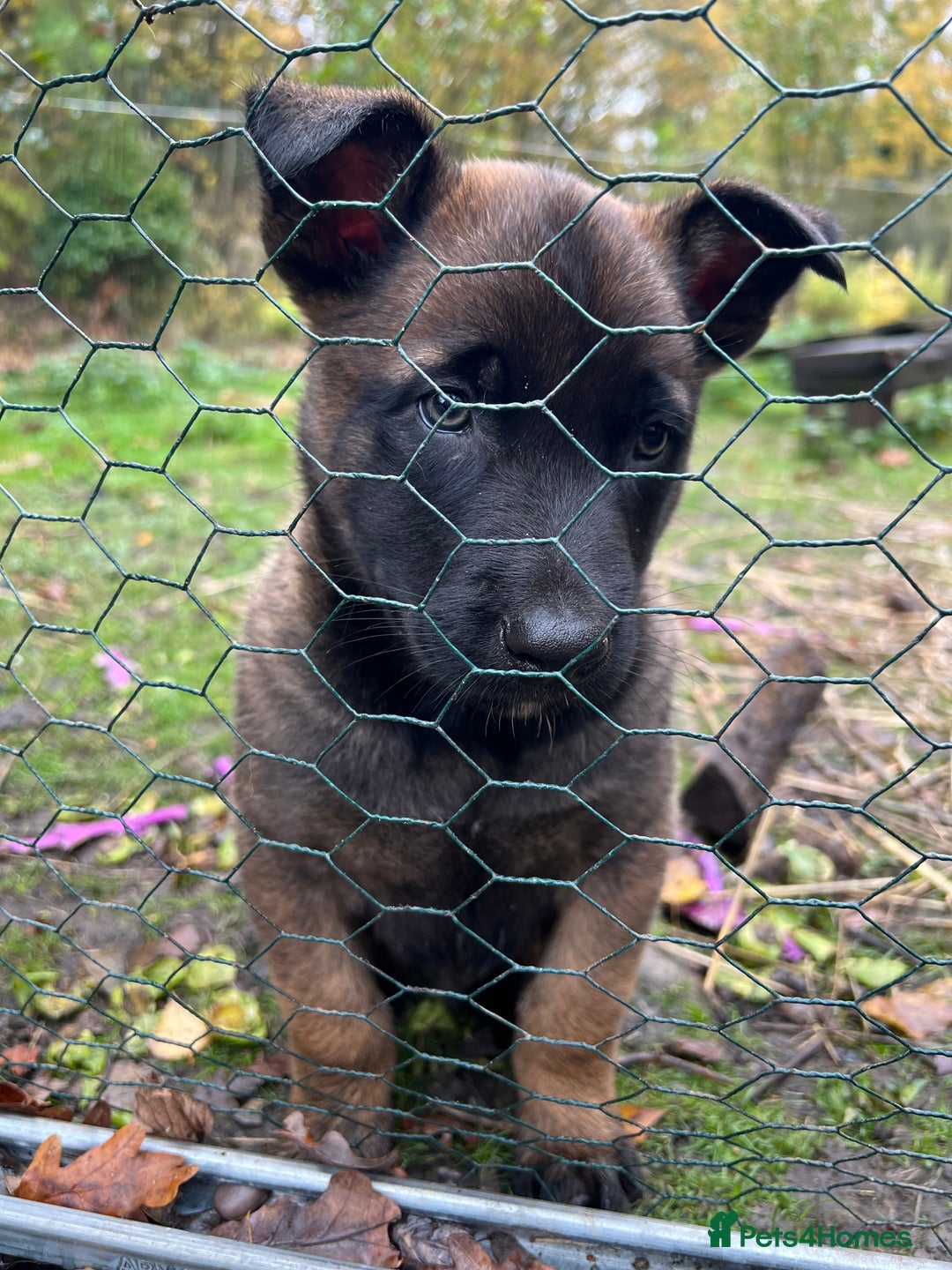 Mixed Breed dogs for sale: Belgian Malinois Puppies  - Image 3