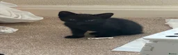 Mixed Breed cats for sale: Black kittens  - Advert 11