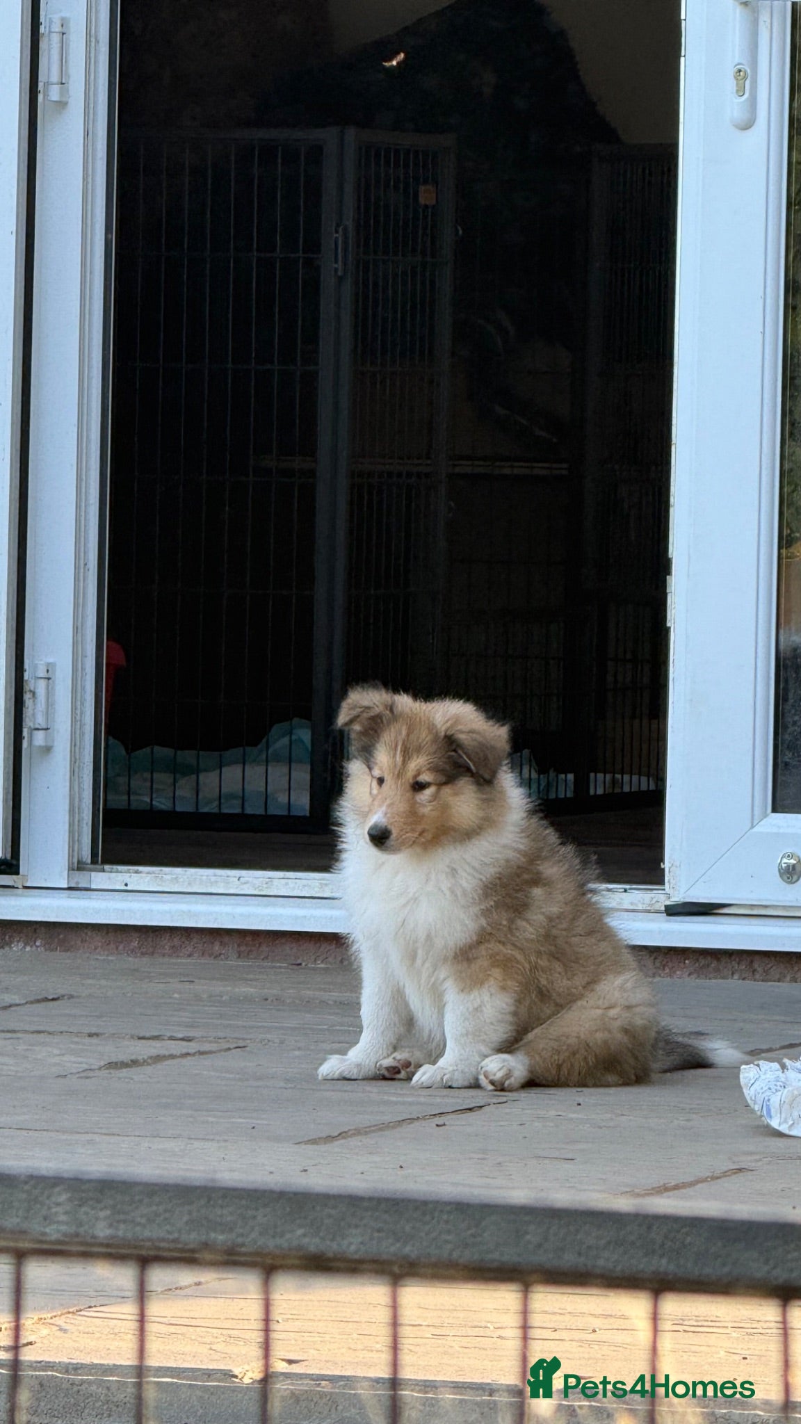 Rough Collie dogs Ready Now- Stunning Sable & White Female Puppy - Advert 4