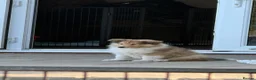 Rough Collie dogs for sale: Ready Now- Stunning Sable & White Female Puppy - Advert 1