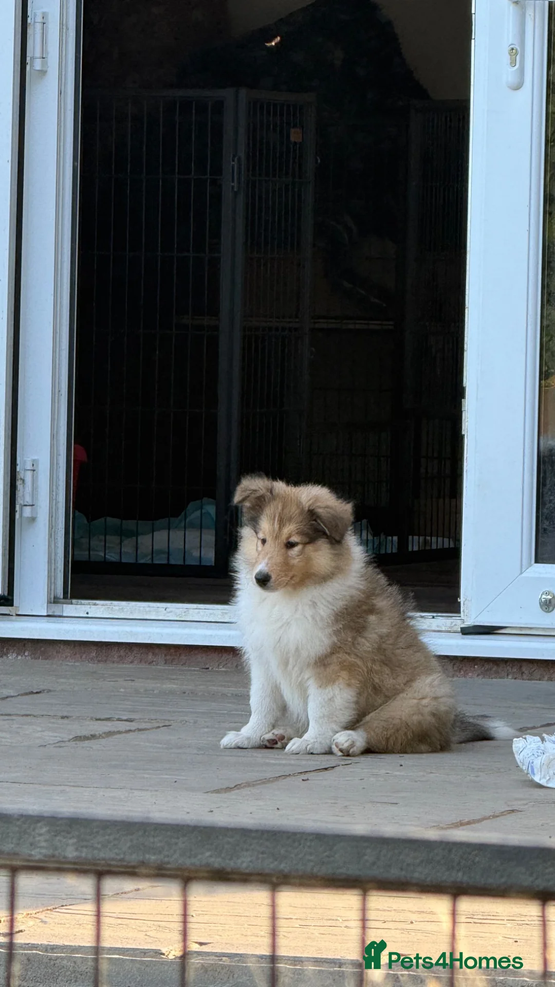 Rough Collie dogs for sale: Ready Now- Stunning Sable & White Female Puppy - Advert 1