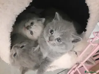 British Shorthair cats British shorthair kittens - Advert 15