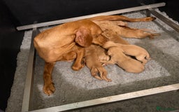 Hungarian Vizsla dogs for sale: KC Reg Hungarian Vizsla Pups Health Tested Parents - Image 4