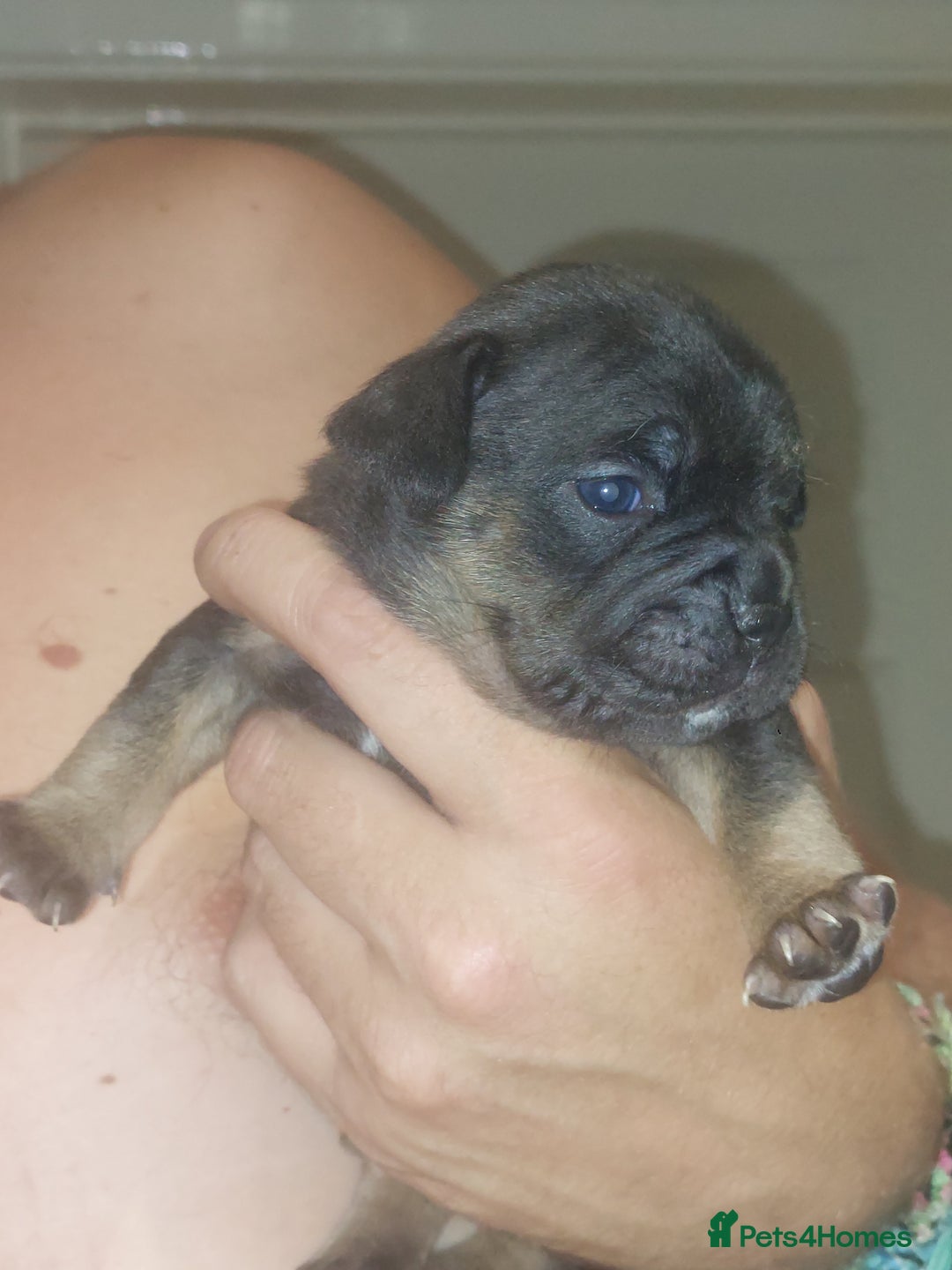 Mixed Breed dogs for sale: FRENCH BULLDOG X STAFFY  - Image 16