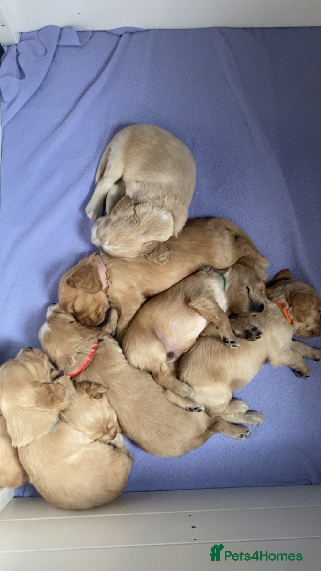 Cockapoo dogs for sale: Beautiful cockapoo pups - Image 8