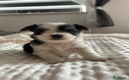 Biewer Terrier dogs for sale: Biewer terrier male puppies for sale - Image 1