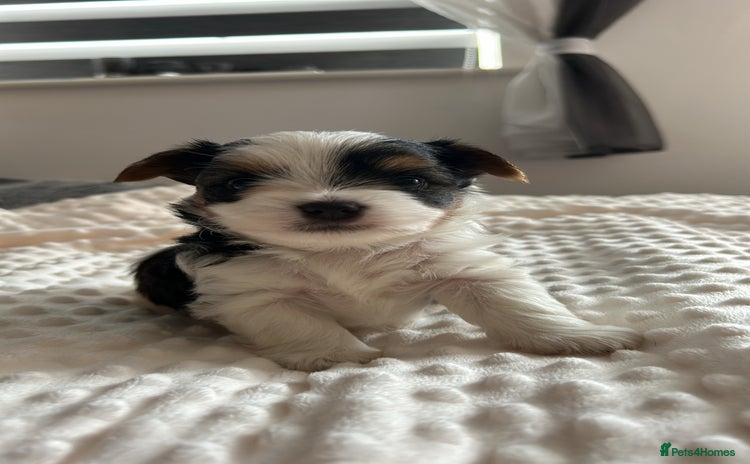 Biewer Terrier dogs - Advert 1