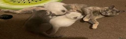 British Shorthair cats for sale: GCCF British Shorthair Kittens 6 Gen Pedigree 🩵🩵 - Advert 8