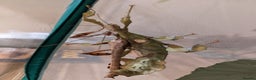 Stick Insects invertebrates for sale: Macleay's/ giant prickly (Extatosoma tiaratum) - Advert 9