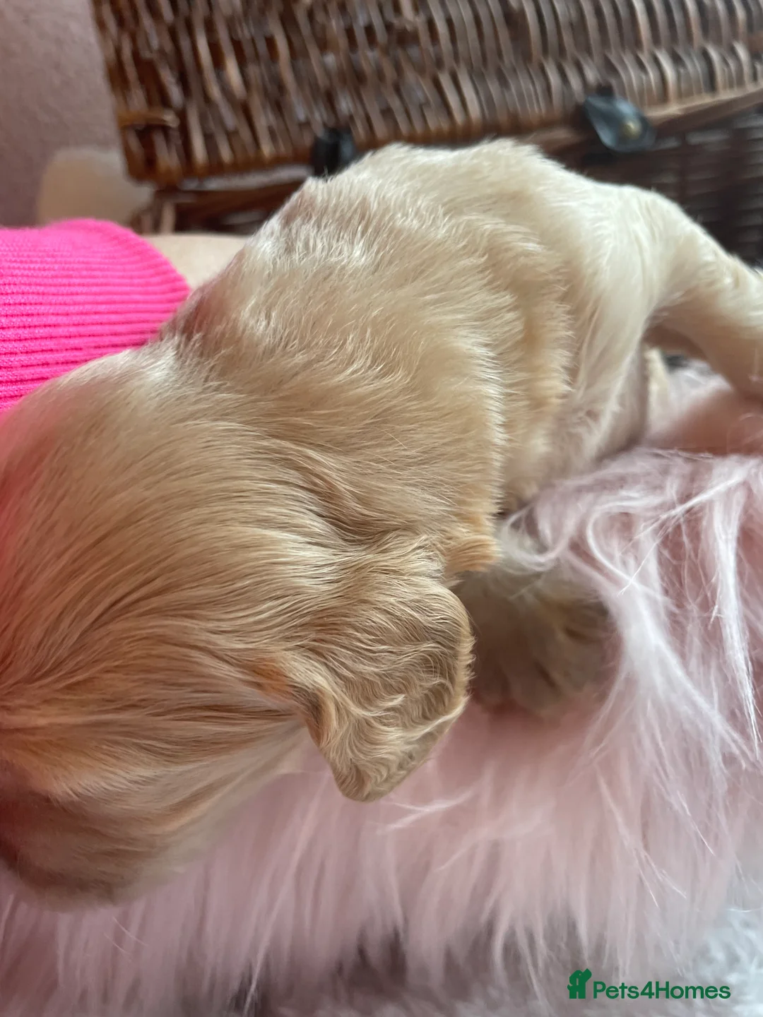 Mixed Breed dogs for sale: V.RARE ! Miniature GOLDEN RETRIEVERS(Dakota sport) - Advert 19