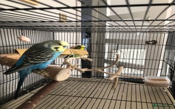 Budgerigars birds for sale: Two best friend male budgies, 2 and 1 year old. - Image 6