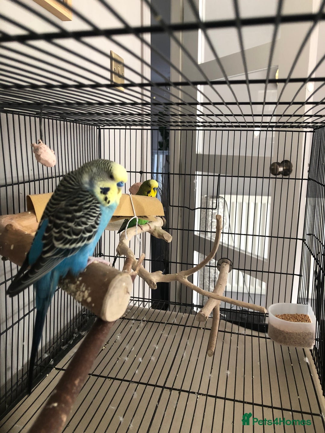 Budgerigars birds for sale: Two best friend male budgies, 2 and 1 year old. - Image 6