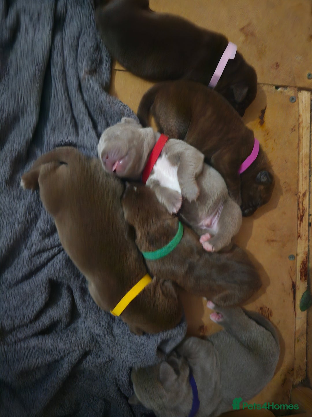 Mastiff dogs for sale: Mastiff Hybrids  - Image 3