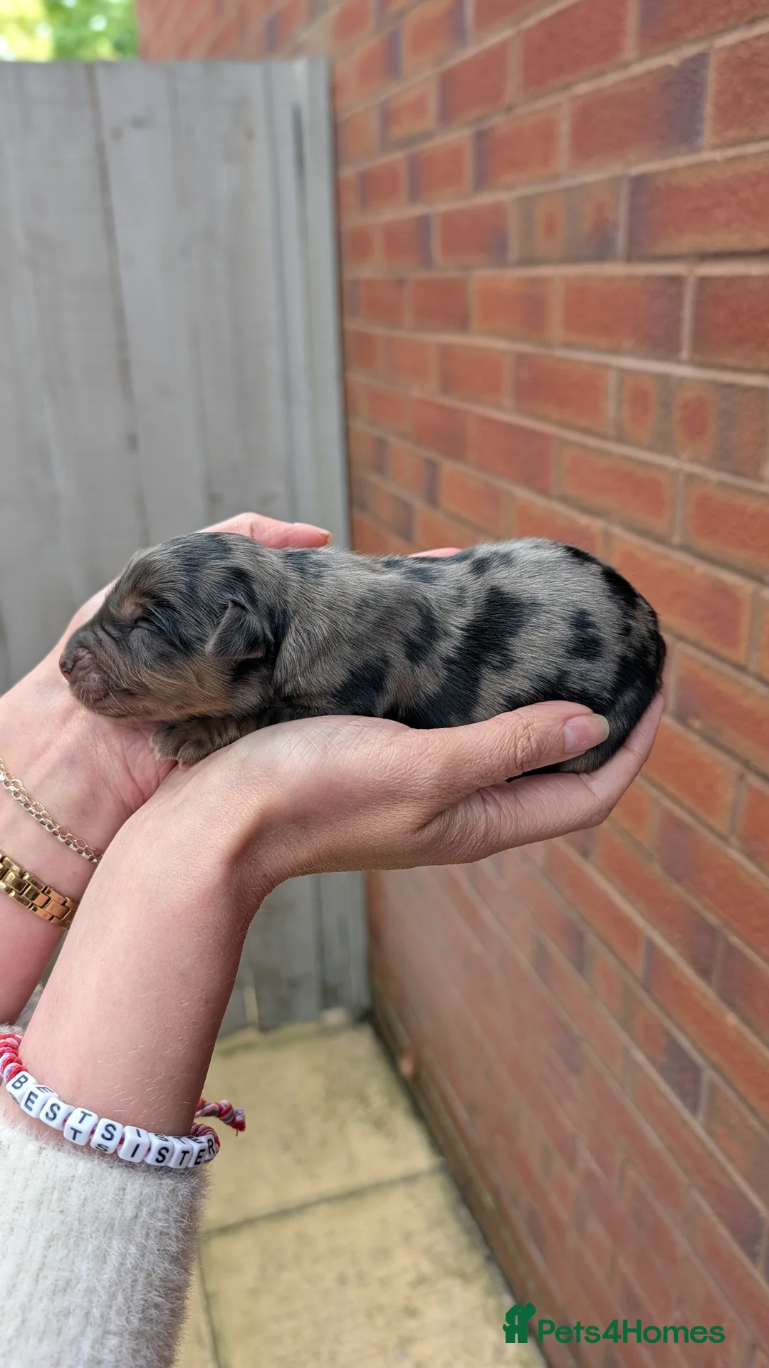 Mixed Breed dogs for sale: Merle Border Collie cross Golden Retriever puppies - Advert 33