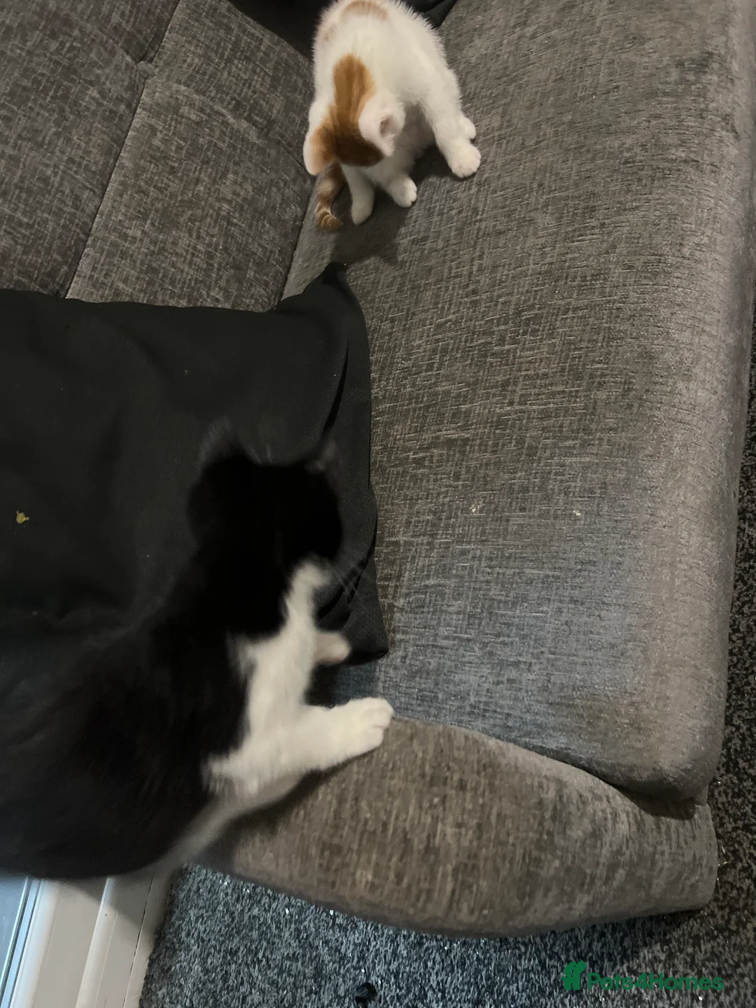 Mixed Breed cats for sale: male kittens - Advert 12