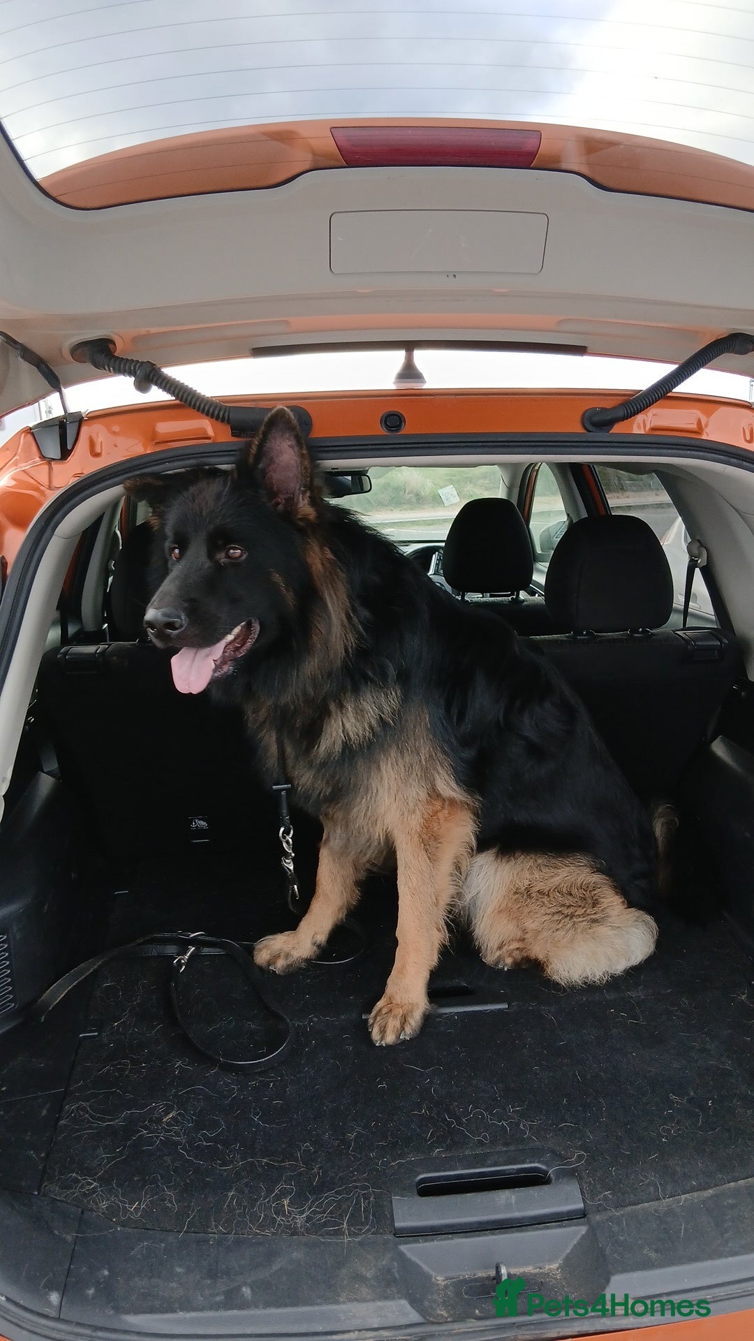 German Shepherd dogs for stud: Stunning German Shepherd stud only - Advert 9