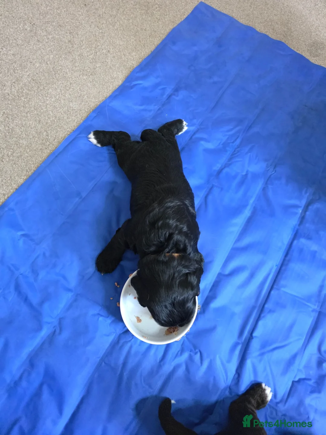 Mixed Breed dogs for sale: Australian Labradoodle Puppies in Shefford - Advert 40