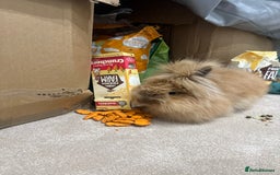 Lionhead rabbits for sale: Sunny bun - Image 3