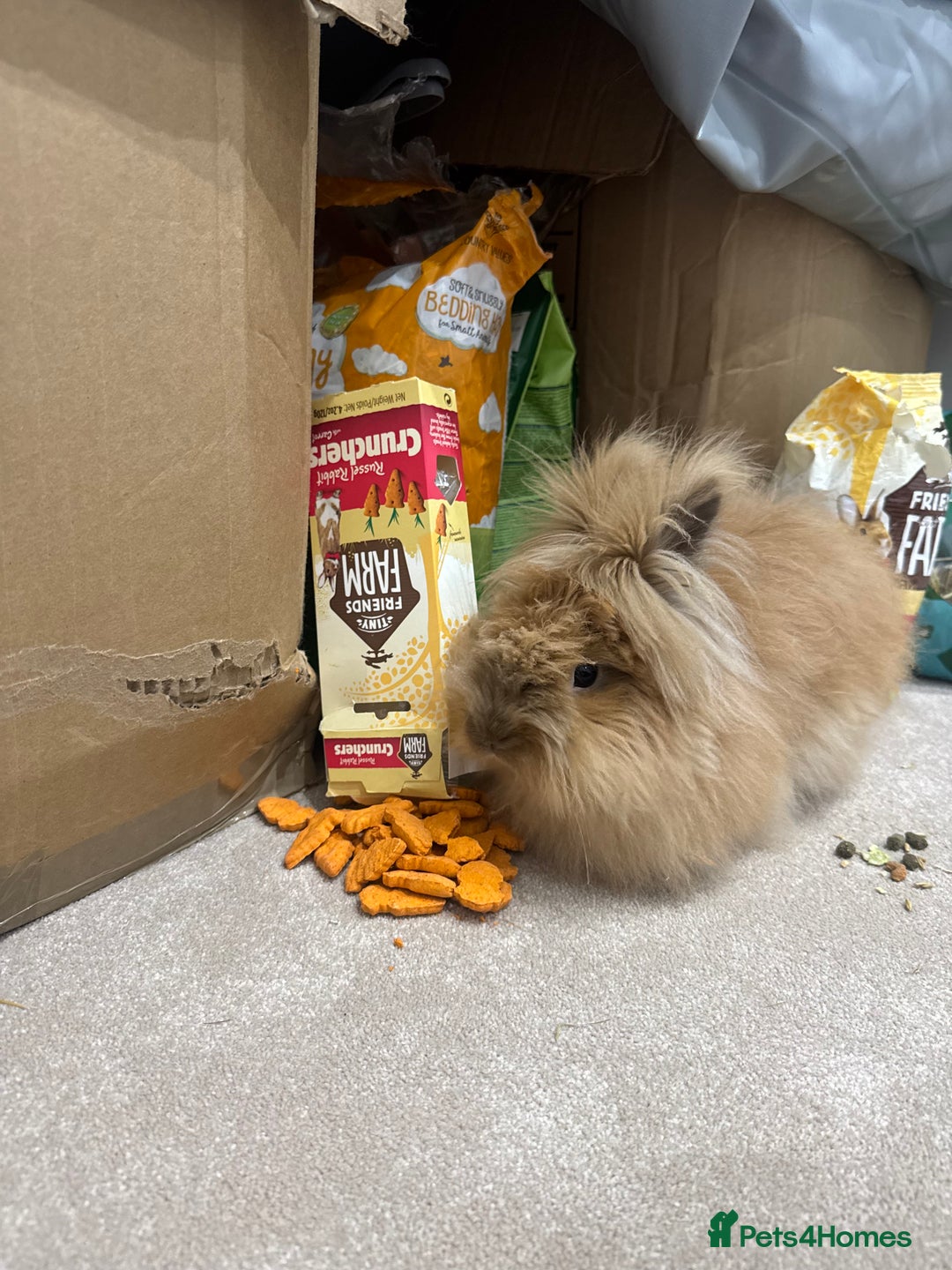 Lionhead rabbits for sale: Sunny bun - Image 3