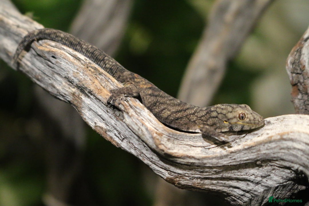 Gecko reptiles for sale: Eurydactylodes Viellardi - Chameleon Gecko - Image 5