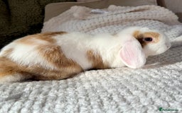 Mini Lop rabbits for sale: 3 x Beautiful Mini Lop Bunnies  - Image 6