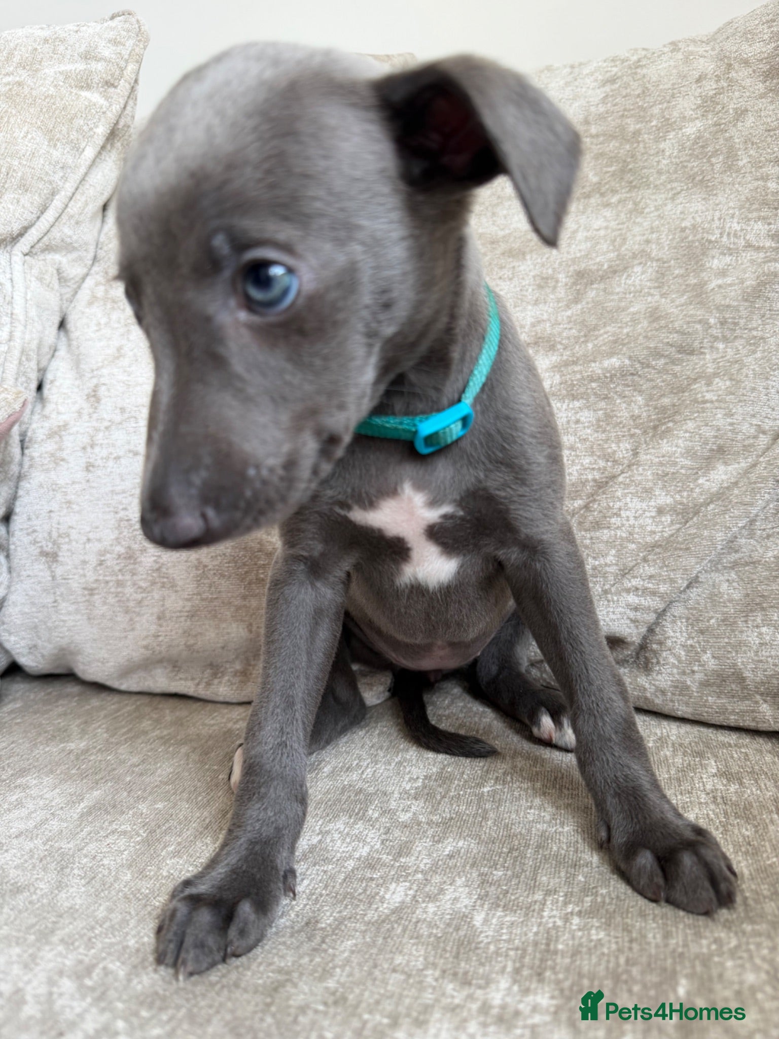 Whippet dogs Whippet puppies  1 girl available 💗 - Advert 3