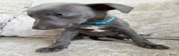 Whippet dogs for sale: I BEAUTIFUL GIRL LEFT READY NOW - Advert 11