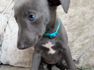 Whippet dogs Whippet puppies 1 girl available 💗 - Advert 3