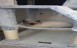 Ragdoll cats for sale: 💖Beautiful GCCF Registered Ragdoll Kittens. - Image 7