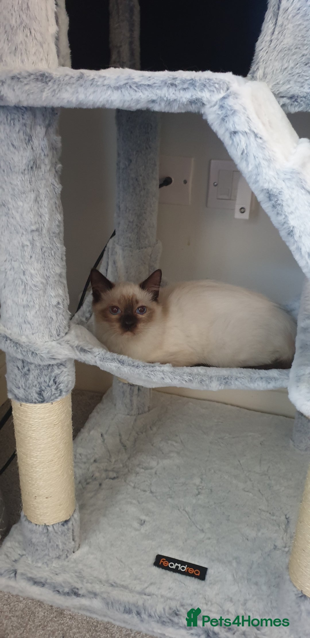 Ragdoll cats for sale: 💖Beautiful GCCF Registered Ragdoll Kittens. - Image 7