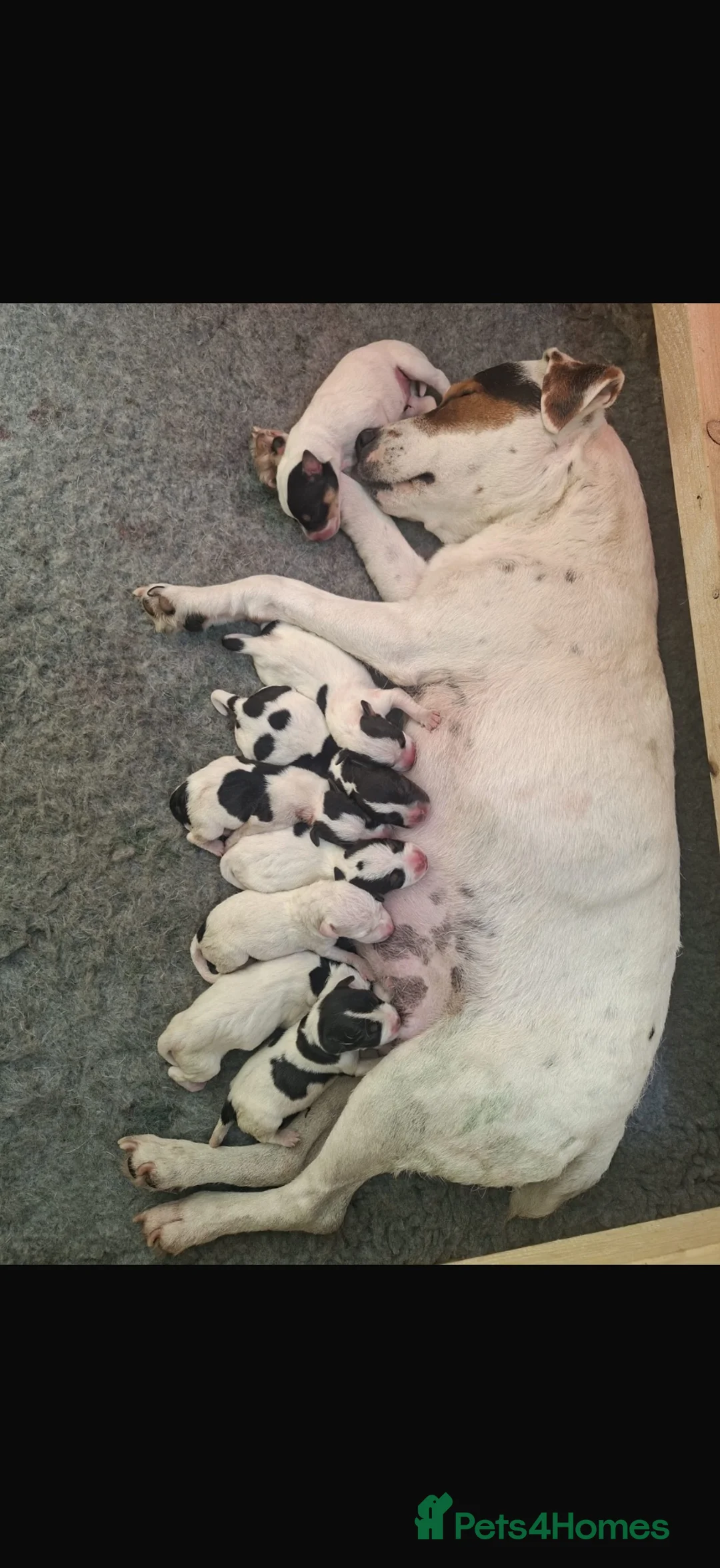 Jack Russell dogs for sale: Traditional Jack Russell bitch puppy  - Advert 1