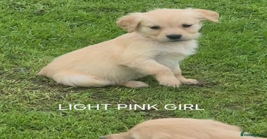 Golden Retriever dogs - Advert 5