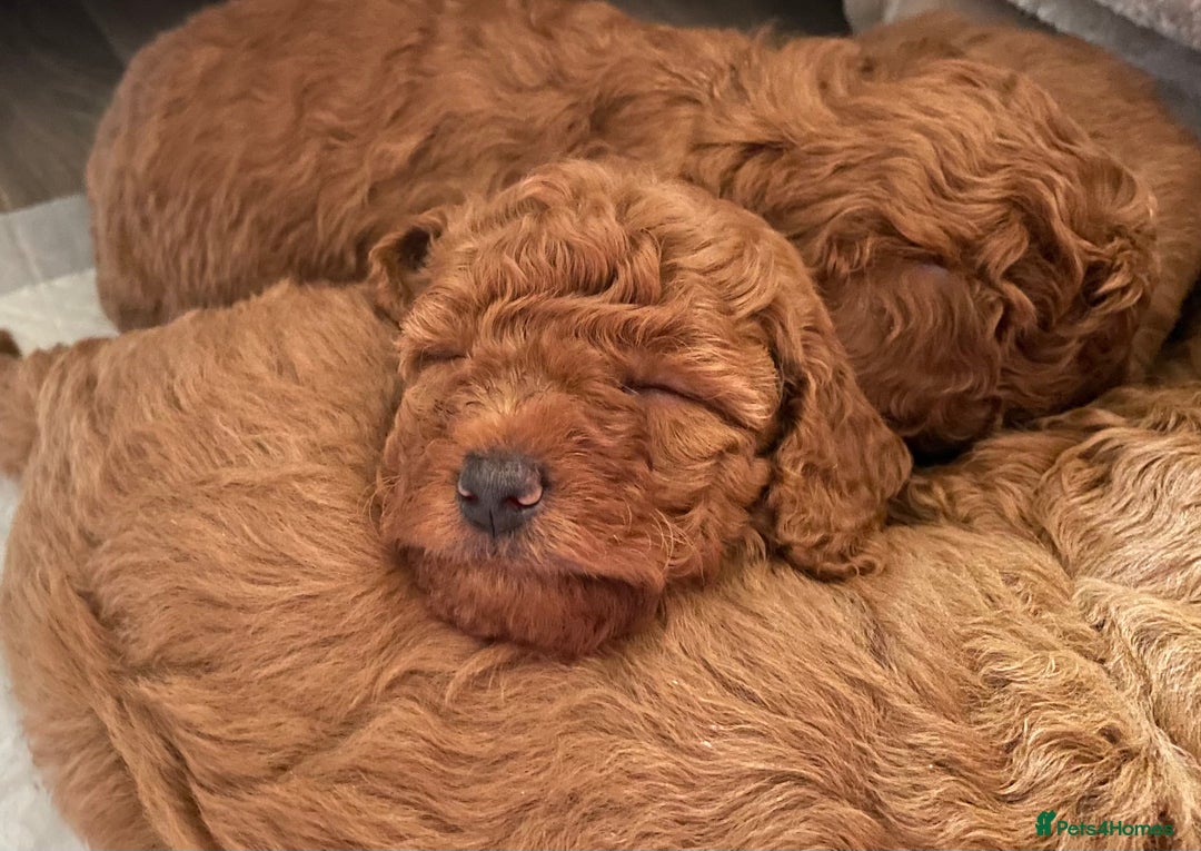 Miniature Poodle dogs for sale: 1 reserved 2 remaining ready 15th October  - Image 35