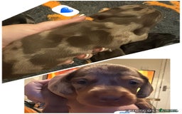 Dachshund dogs for sale: Dachshund boy ready for his new home  - Image 7