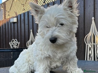 West Highland Terrier dogs in Lanark - Advert 1