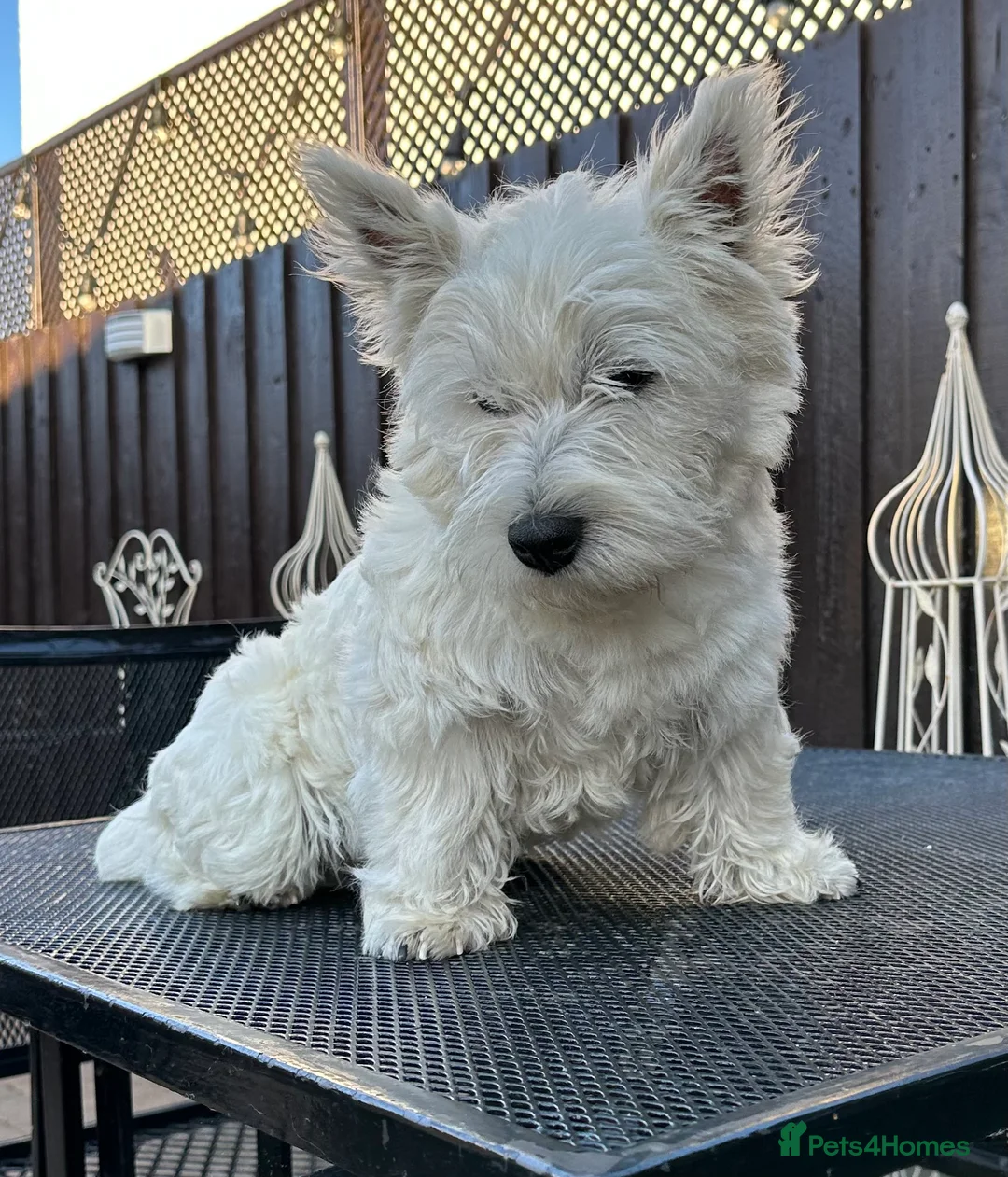 West Highland Terrier dogs for stud: West Highland Terrier in Lanark - Advert 1