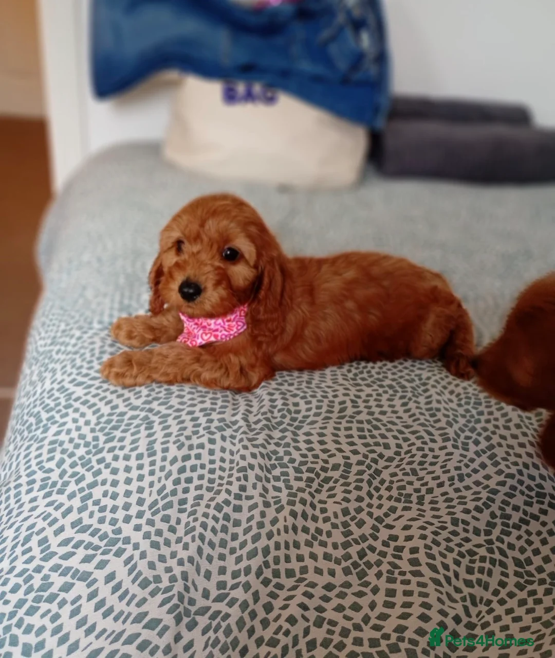 Cockapoo dogs for sale: Family-Raised Miniature Cockapoos  available now  - Advert 2