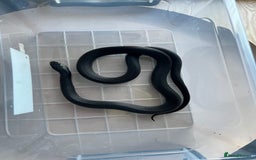 King Snake reptiles for sale: Pair of Mexican black kingsnake - Image 6