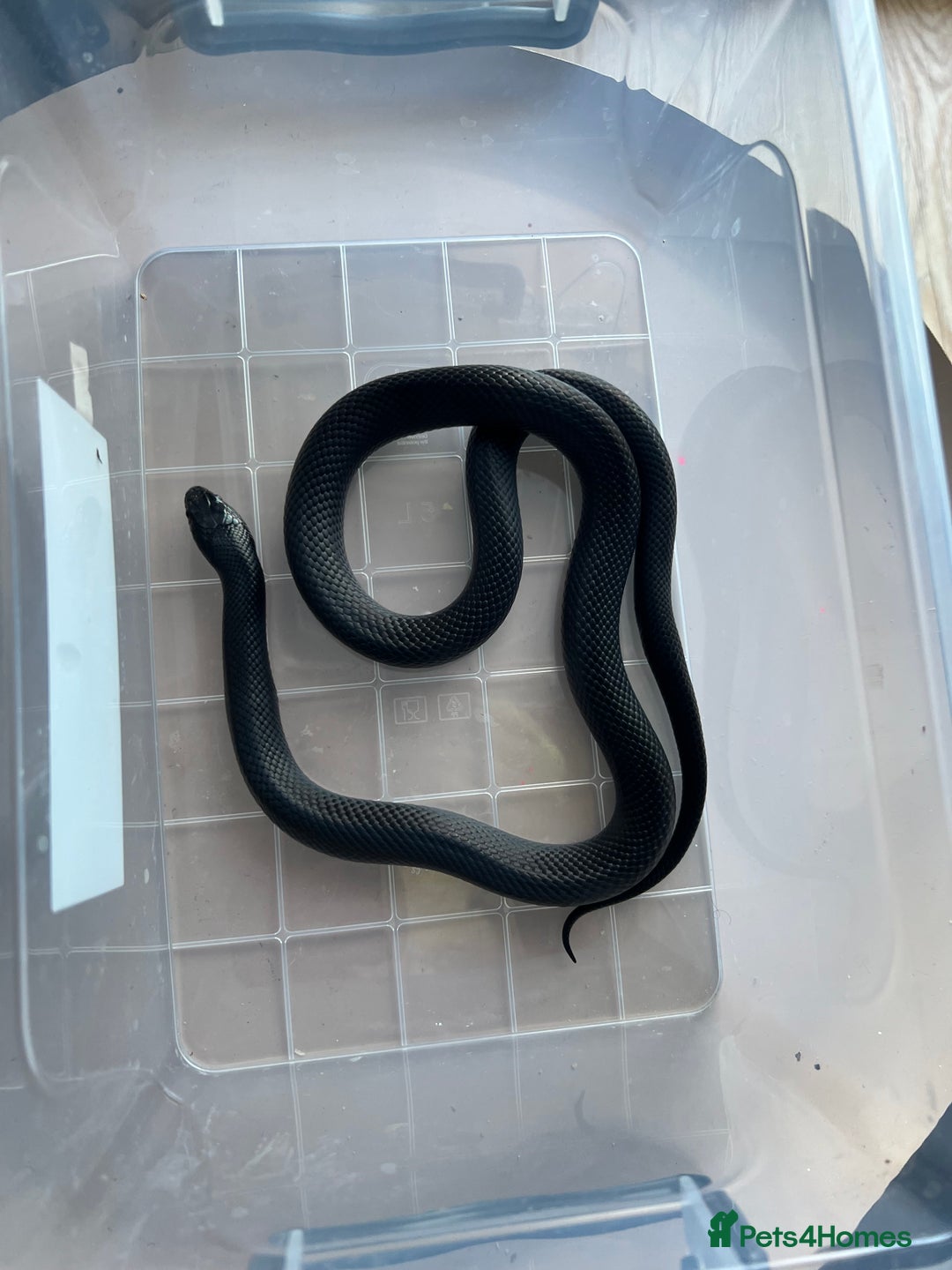 King Snake reptiles for sale: Pair of Mexican black kingsnake - Image 6