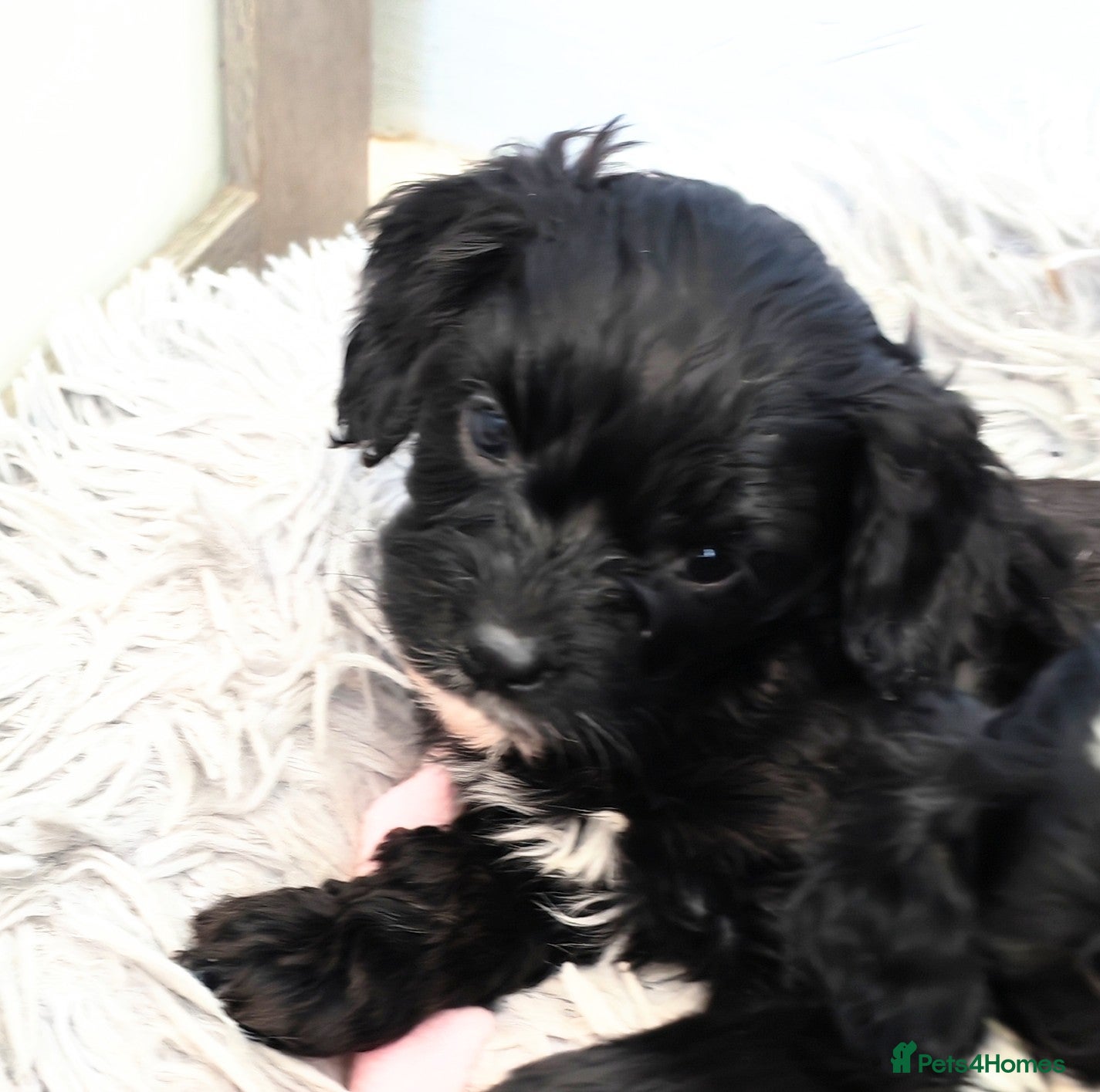 Cavapoo dogs Unique🌈Litter F1 Cavapoo's Health Tested  - Advert 15